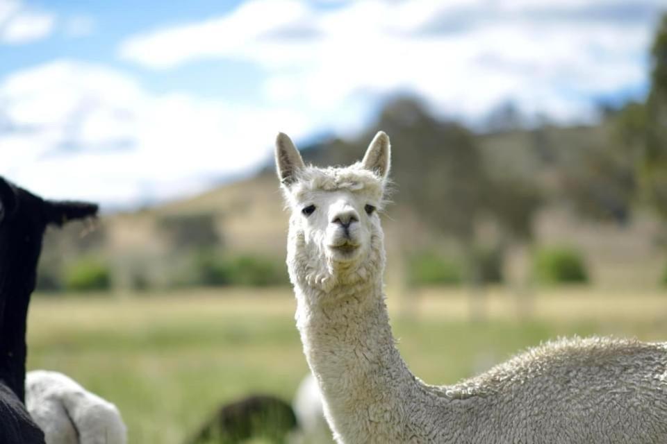 亚斯 Glenview Alpaca Farm酒店 外观 照片